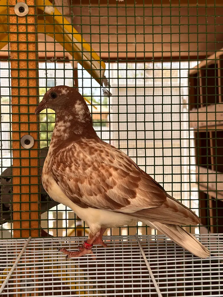 gallery-image