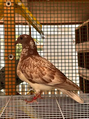 Racing pigeon adoption | حمام زاجل