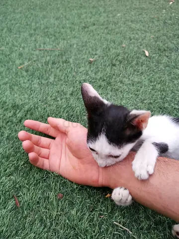 Kitten for adoption