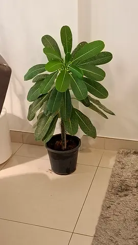 Big Plumera white flowers