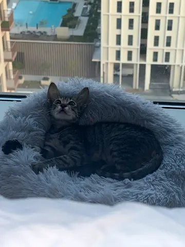 Kitten make for adoption