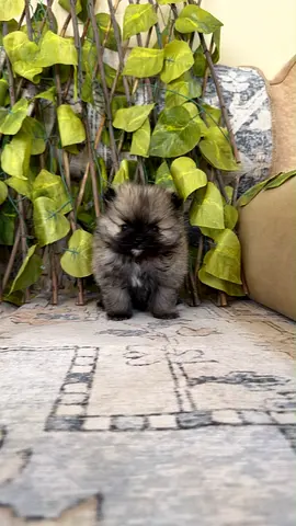Pomeranian teacup