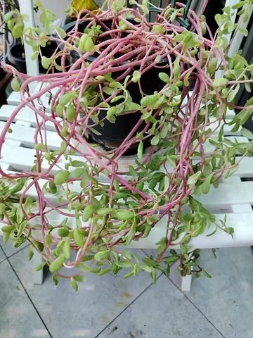 URGENT: MOVING OUT SALE- Lucky Jade Plant trailing succulent (Senecio jacobsenii or Kleinia petraea)