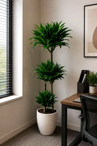 Viva Verda Dracaena Green Jewel Indoor Plant in Ceremic Pot UAE | Premium Holland Imported Plant