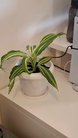 Small Draceana plant in fancy indoor pot n tray