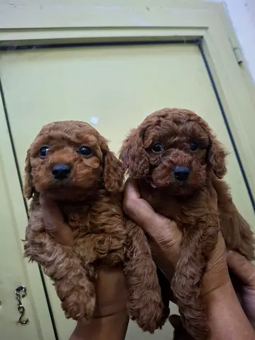 Two Red Toy Poodle Puppies, ~8-10 weeks old, healthy