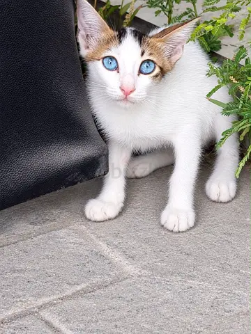 Friendly young kitten with striking blue eyes — looking for a new home. It’s male.