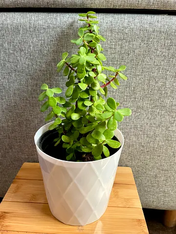 Jade