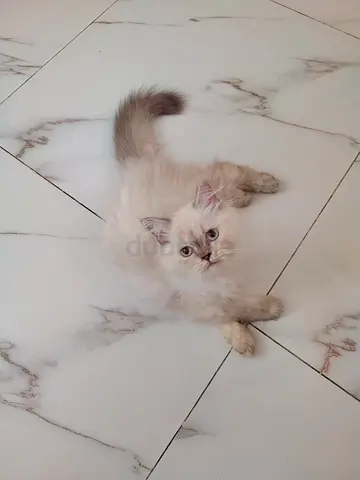 Pure Ragdoll Kitten Blue Eyes