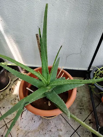 URGENT: MOVING OUT SALE- Tall Aloe Vera plant in terracotta pot
