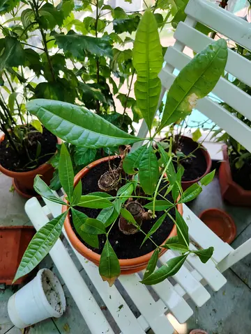 URGENT: MOVING OUT SALE - Money Tree (Pachira Aquatica) braided trunk, Chinese prosperity tree