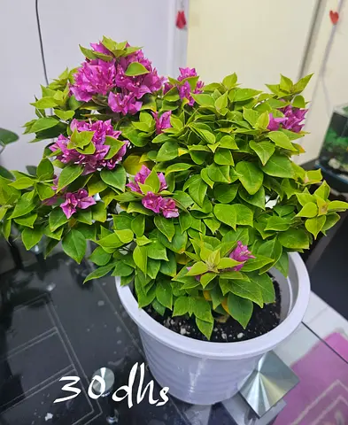 Plants for sale