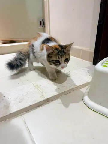 urgent safe space needed for kittens
