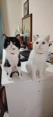 Pair of beautiful cats for free adoption