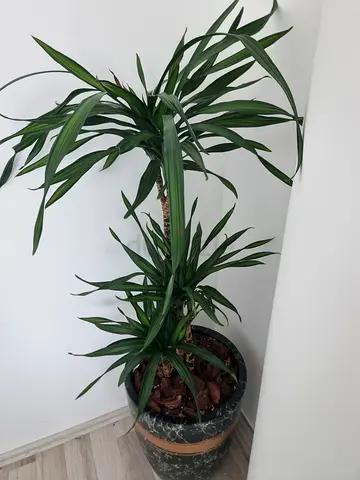 Healthy Indoor 2 - Dracaena Plant in Decorative Pot