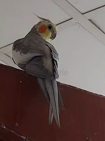 Cockatiel birds available