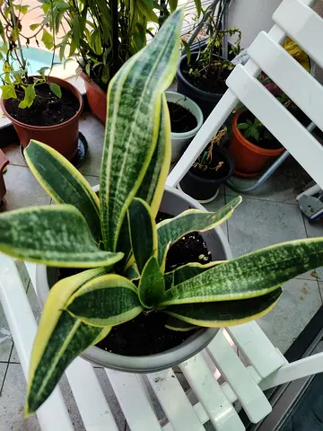 URGENT: MOVING OUT SALE - Sansevieria (Snake Plant) - Healthy Variegated Potted Plant