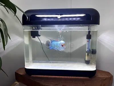 Fountain type  home aquarium tank with light, heater and thai silk flowerhorn fish