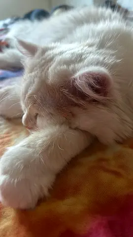 Free Persian kitten for adoption