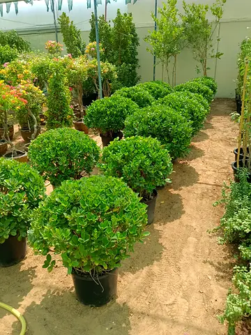 Ficus Round Shape Potted Plant (60-80 cm) - Brand New