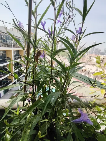 URGENT: MOVING OUT SALE- Tall Purple Mexican Petunia / Bluebell (Ruellia)