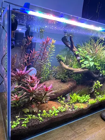 Planted freshwater aquarium with live aquatic plants - healthy and established