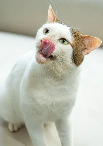 Thomas – Affectionate Rescue Lap Cat, Neutered & Vaccinated