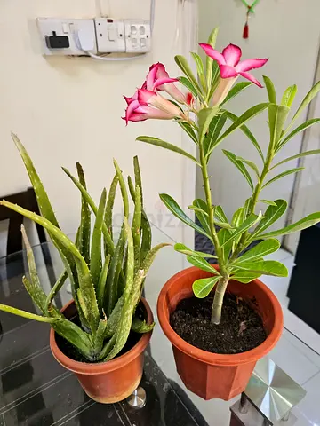 Plants