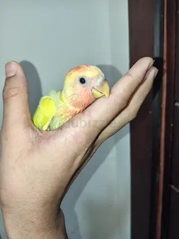 Ready for hand feed