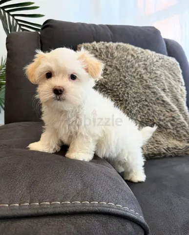 X1 MALE MALTESE SHIH TZU X puppy for free adoption