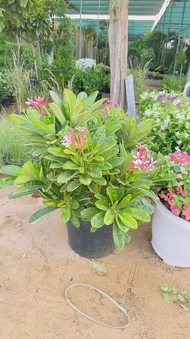 Potted flowering shrubs - healthy garden plants (set available)