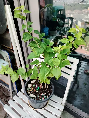 URGENT: MOVING OUT SALE - Orange Bougainvillea Outdoor Plant
