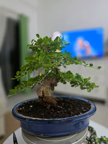 Bonsai Fokian Tea 12inchea