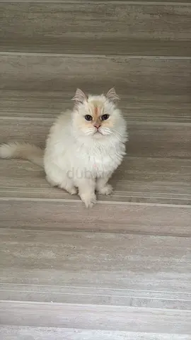 Fluffy white Persian kitten - Foster