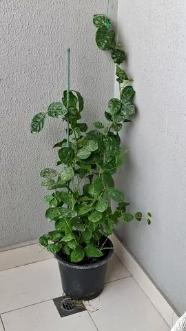Big and growing jasmine plant