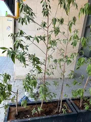 Tall potted indoor/plants - bundle of slender ficus-like trees