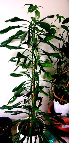 Healthy Indoor Plants – Large & Small House Plants for Sale