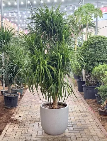 Large Indoor Ponytail Palm (Beaucarnea recurvata) in Decorative Pot