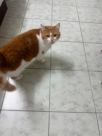 Free female cat adoption (6 year old) with cat litter, cat tree and other things also