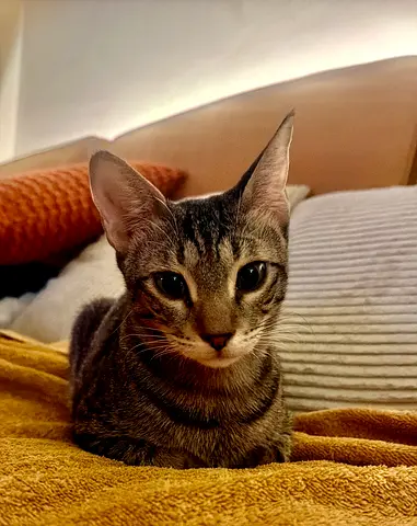 Kitty for adoption