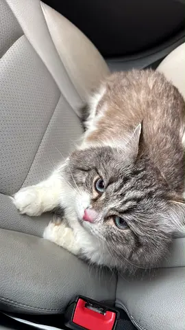 Cat for adoption