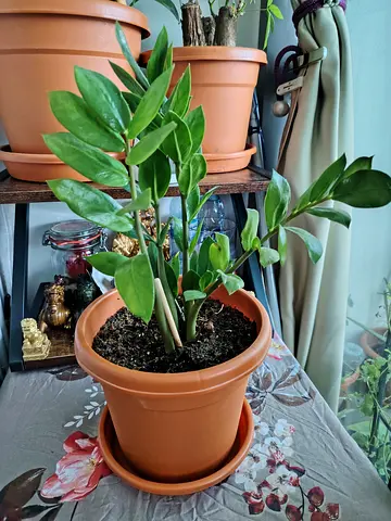 URGENT: MOVING OUT SALE- ZZ Plant (Zamioculcas zamiifolia) flowering plants in the family Araceae