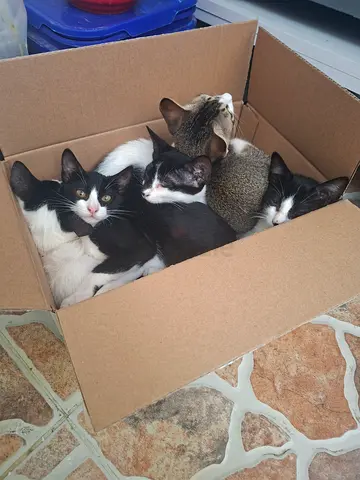 Free kitten and cat