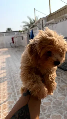 Cute small fluffy puppy — 2 months old, friendly and playful