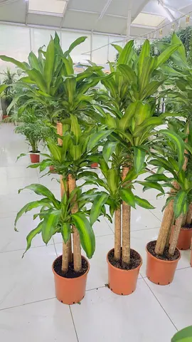 Healthy Dracaena Massangeana (Corn Plant) - 1.2m Tall, Potted