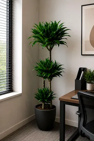 Viva Verda Dracaena Green Jewel Indoor Plant in Fiber Pot UAE | Premium Holland Imported Plant