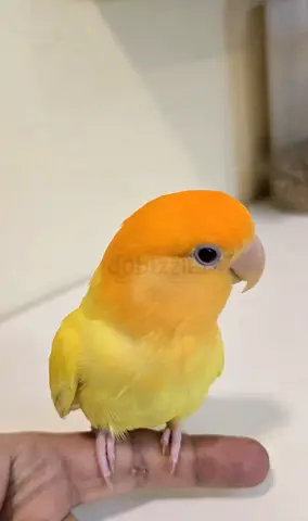 Tamed Lovebird – Friendly & Hand-Tamed 🐦