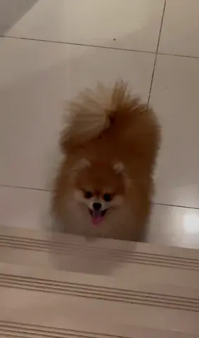 Friendly Pomeranian for Adoption