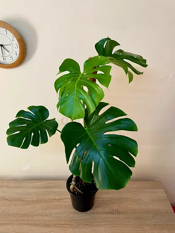 Monstera Deliciosa