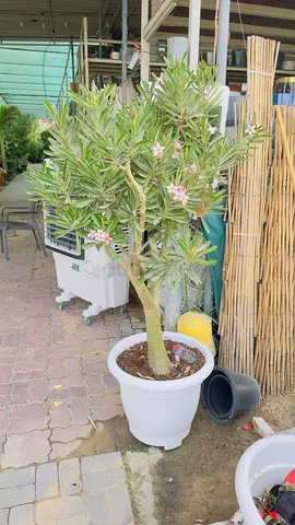 Potted Desert Rose (Adenium) Small Indoor/Outdoor Tree - Healthy, Blooming